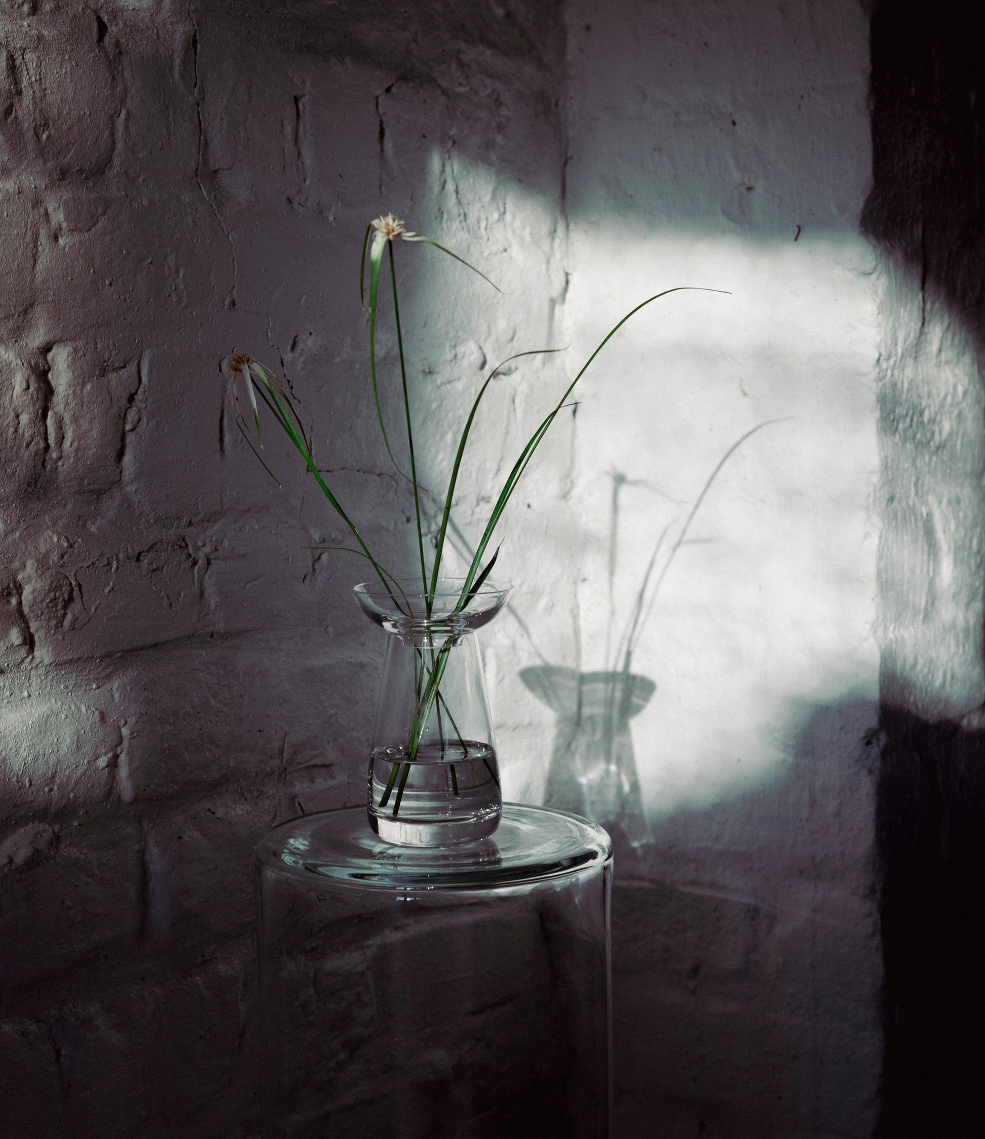 Aqua Culture Vase Large Clear in use with some flowers. The item is placed on a glass table. The color of the wall and the flower are both white.